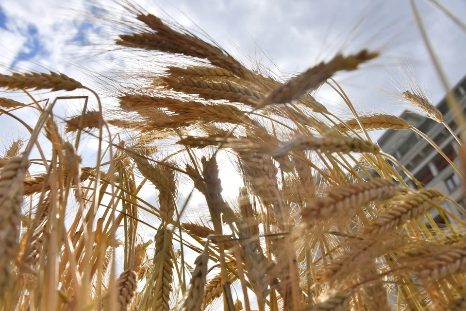 В Новосибирской области аграрии страдают из-за падения цен на зерно.
