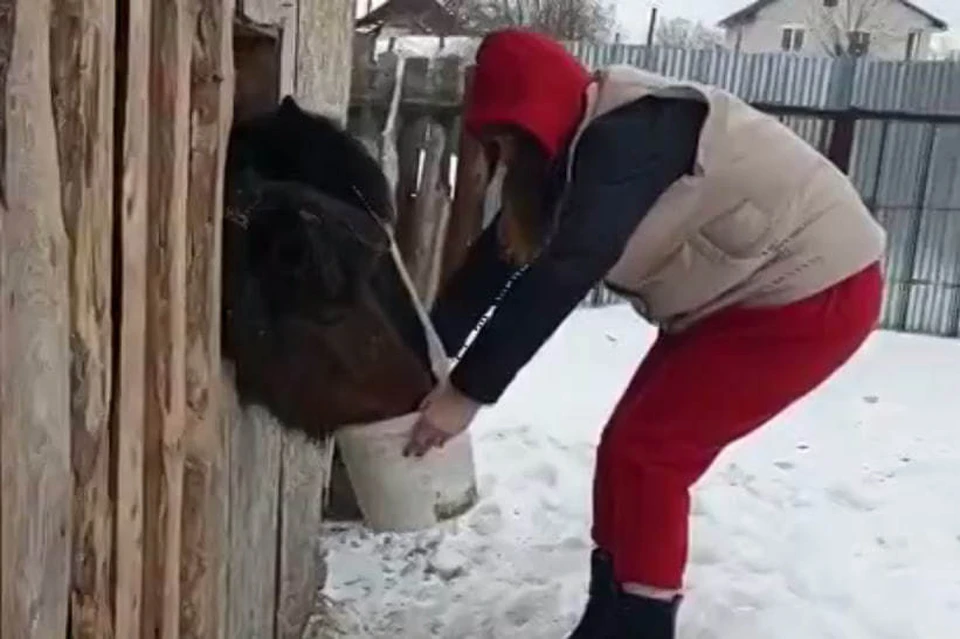 Лошади всю зиму провели в загоне и голодали