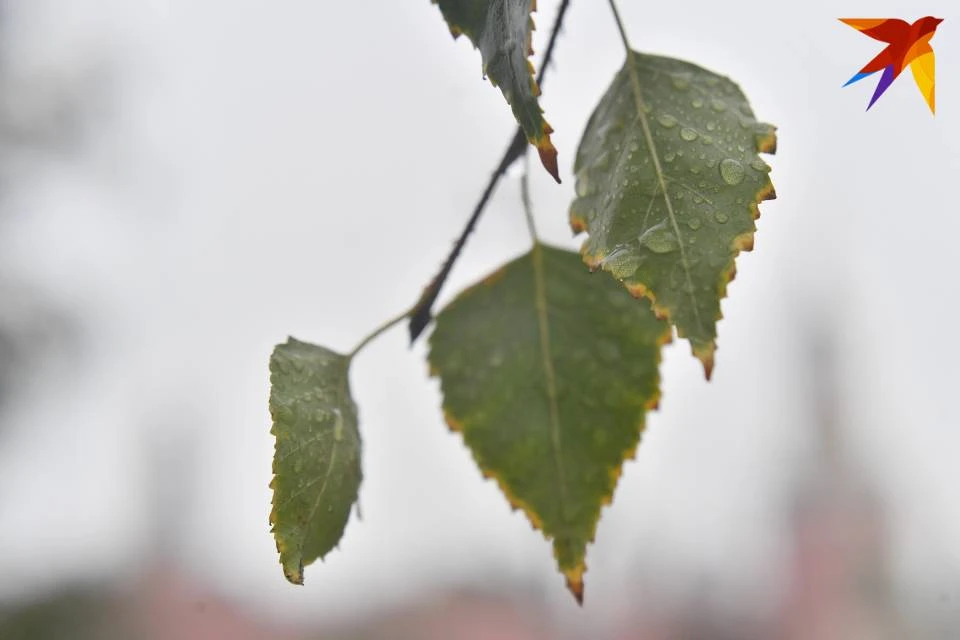 Пушистая береза в Кировске считается уникальным деревом.