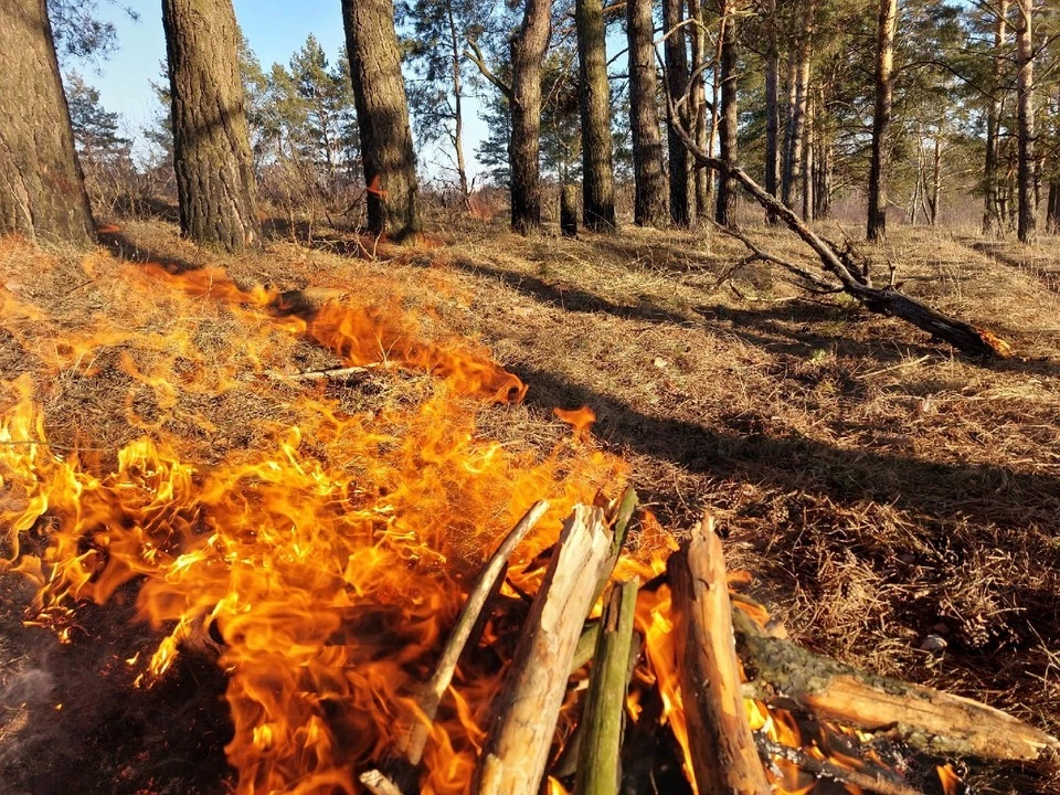 Перечень населенных пунктов подверженных природным пожарам. Лесные пожары. Лесной пожар фото. Опасный лес.