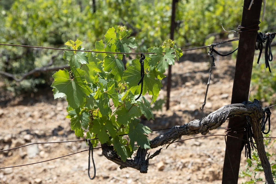 Через два года беспилотники будут помогать выращивать виноград.