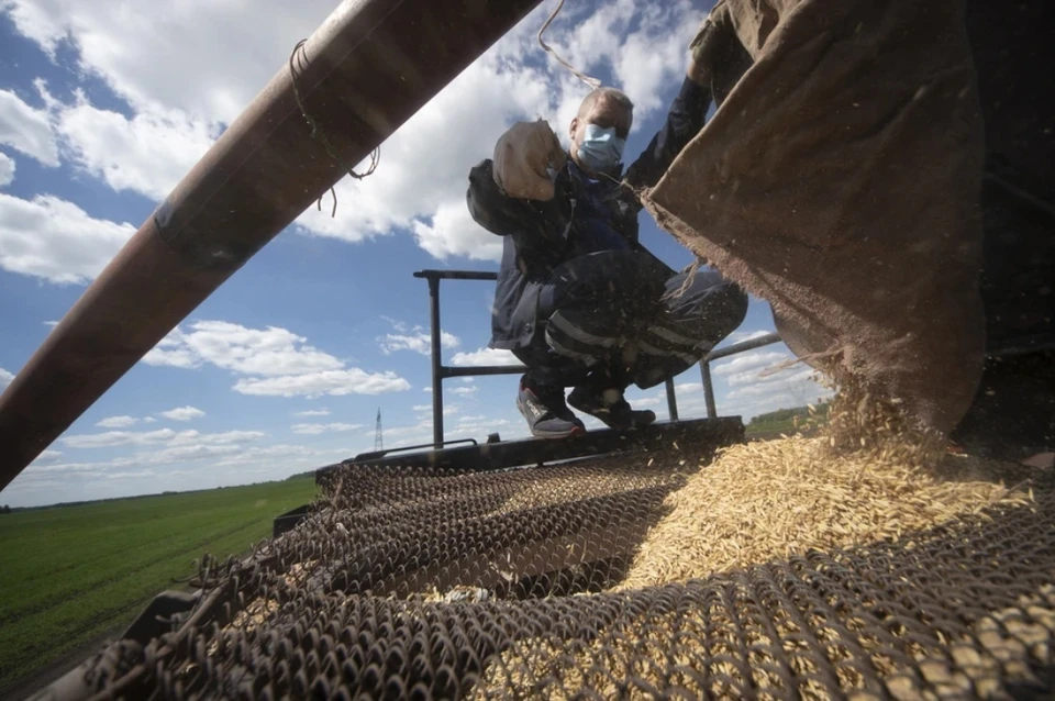 Семена подсолнечника и кукурузы планируется докупить у российских поставщиков. Фото: Алексей Булатов