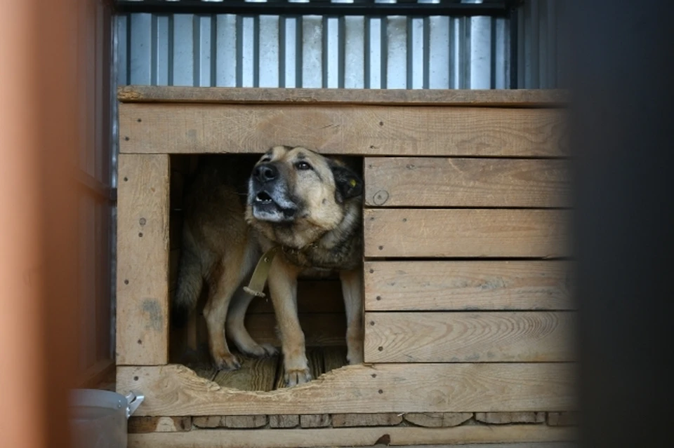 Спикер парламента Башкирии Константин Толкачев предложил запретить размещать приюты для собак в жилой зоне
