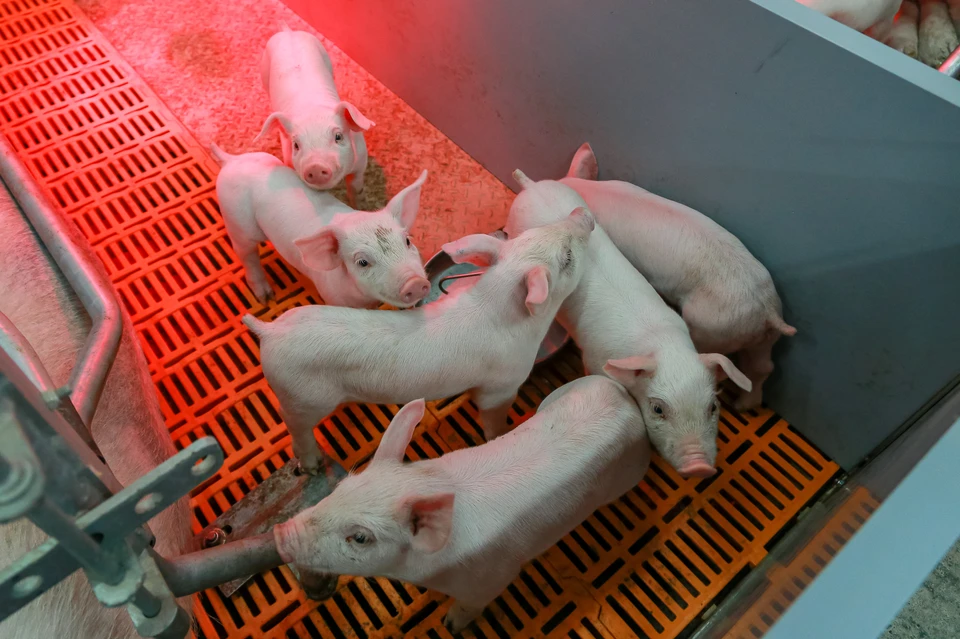 На юге Красноярского края продолжают борьбу с африканской чумой свиней
