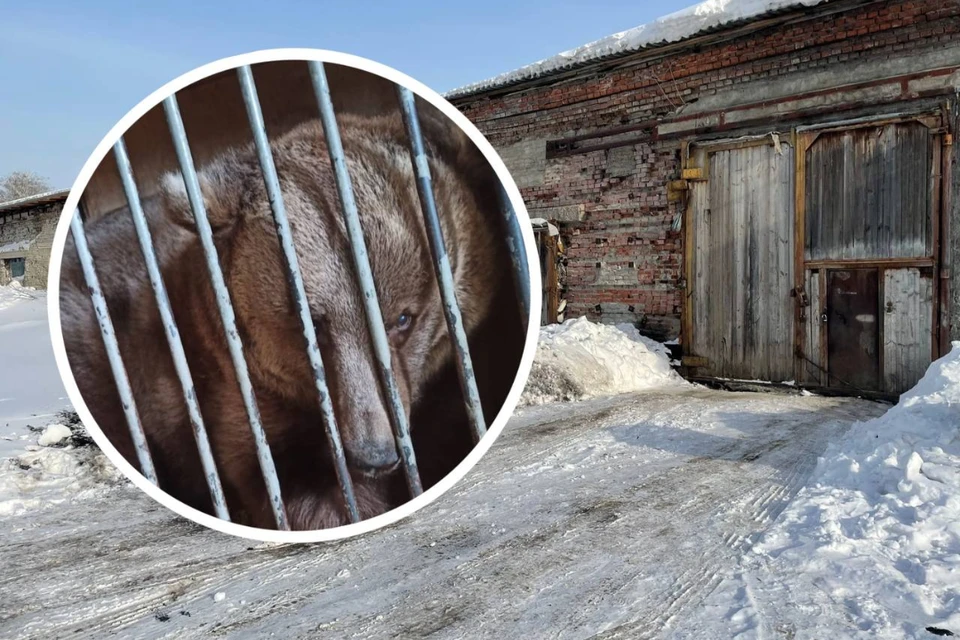 Медведи жили на холодном складе без света. Фото: Анна ПАШАГИНА // Волонтер Стася