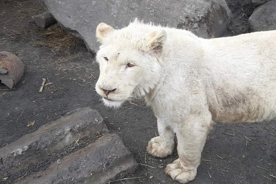 В мариупольском зоопарке в прошлом году родилось много львят. Фото: Мариупольский зоопарк