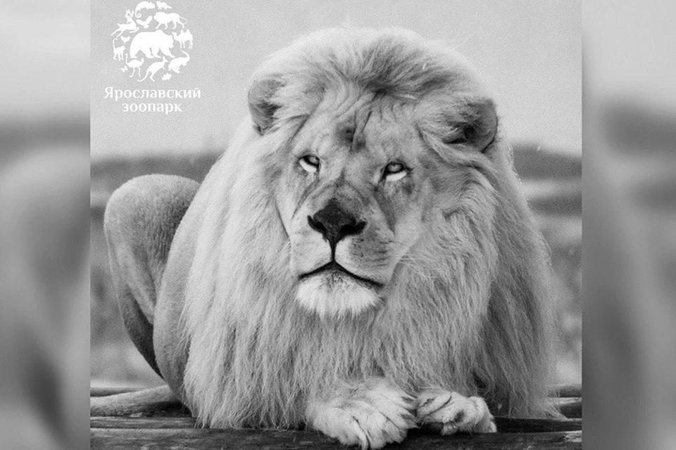 В Ярославском зоопарке умер белый лев. ФОТО: Ярославский зоопарк