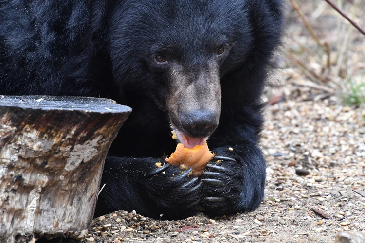 В Московском зоопарке медведи проснулись и хорошо пообедали