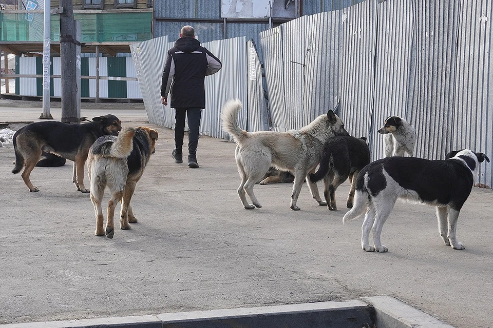 Стая бездомных псов на улице одного из городов Сибири.