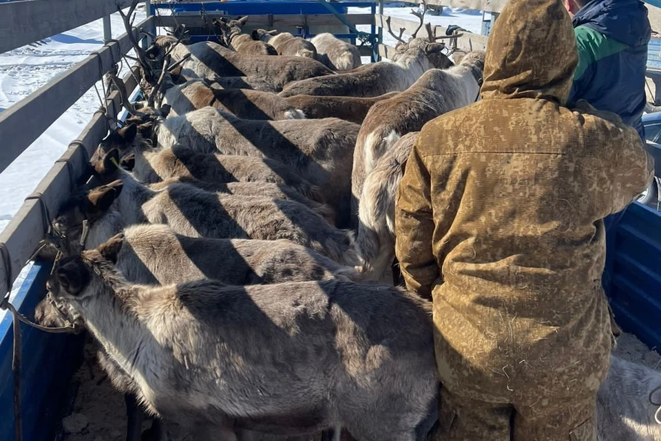 Хабаровские олени уже в Якутске. Фото: Раиса ИЛЬИНОВА
