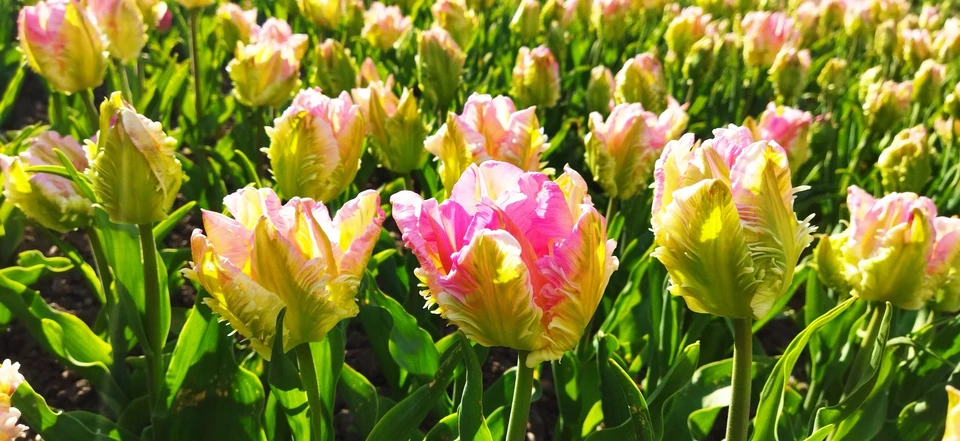 В Никитском ботаническом саду свыше 200 сортов тюльпана. Фото: Вера Зыкова/VK