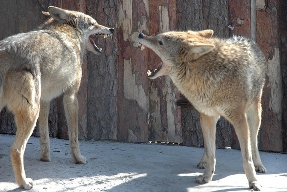 На сегодняшний день волков чаще всего можно встретить в степных районах Крыма
