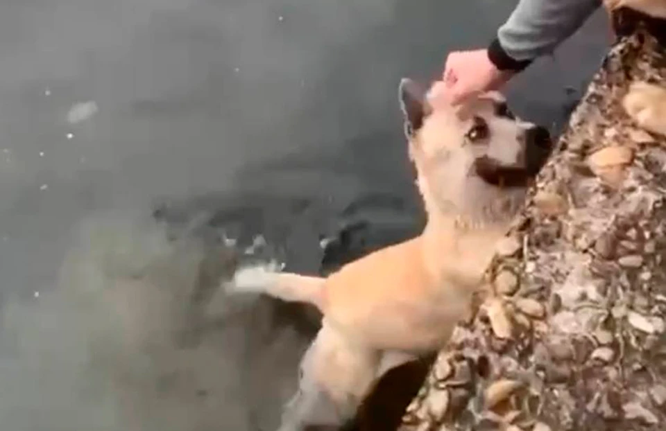 Скинул собаку. Пес дружок в воде. Бездомные собаки. Пес поперхнулся водой.