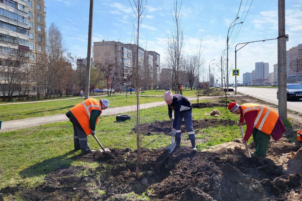 В Липецке начали высаживать тополи