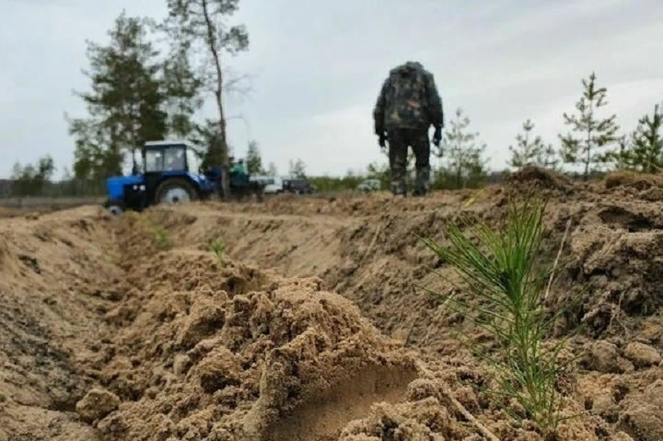 В регионе из-за боевых действий пострадали 10 процентов лесов. Фото: ЛИЦ