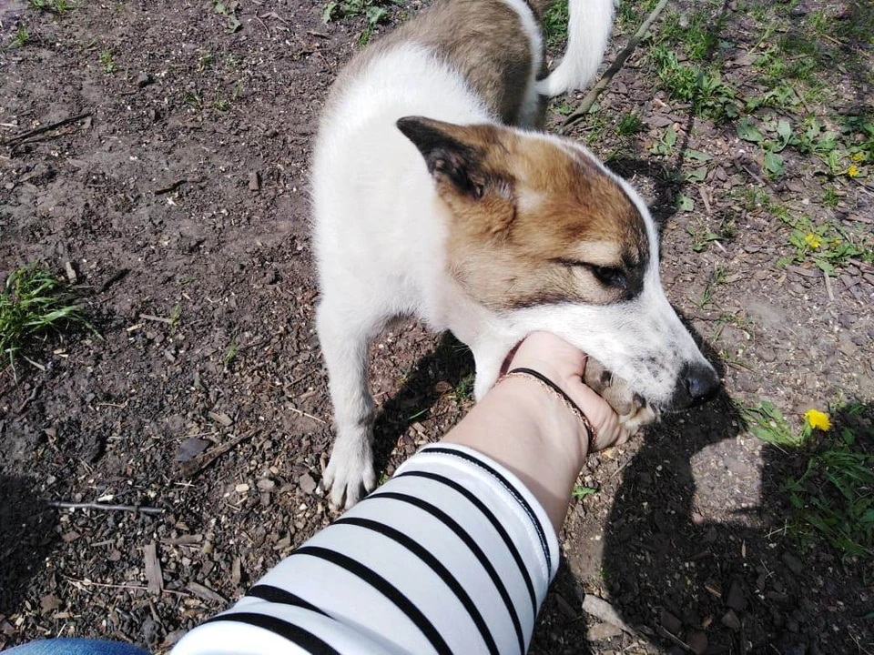 Bel kp. Приют для животных. Приют для собак в Белгороде. Когда можно выпускать собаку на улицу.