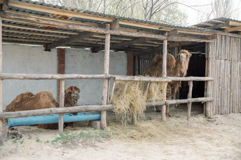 В Мариупольском зоопарке появились два новых обитателя. Фото: Моргун/ТГ