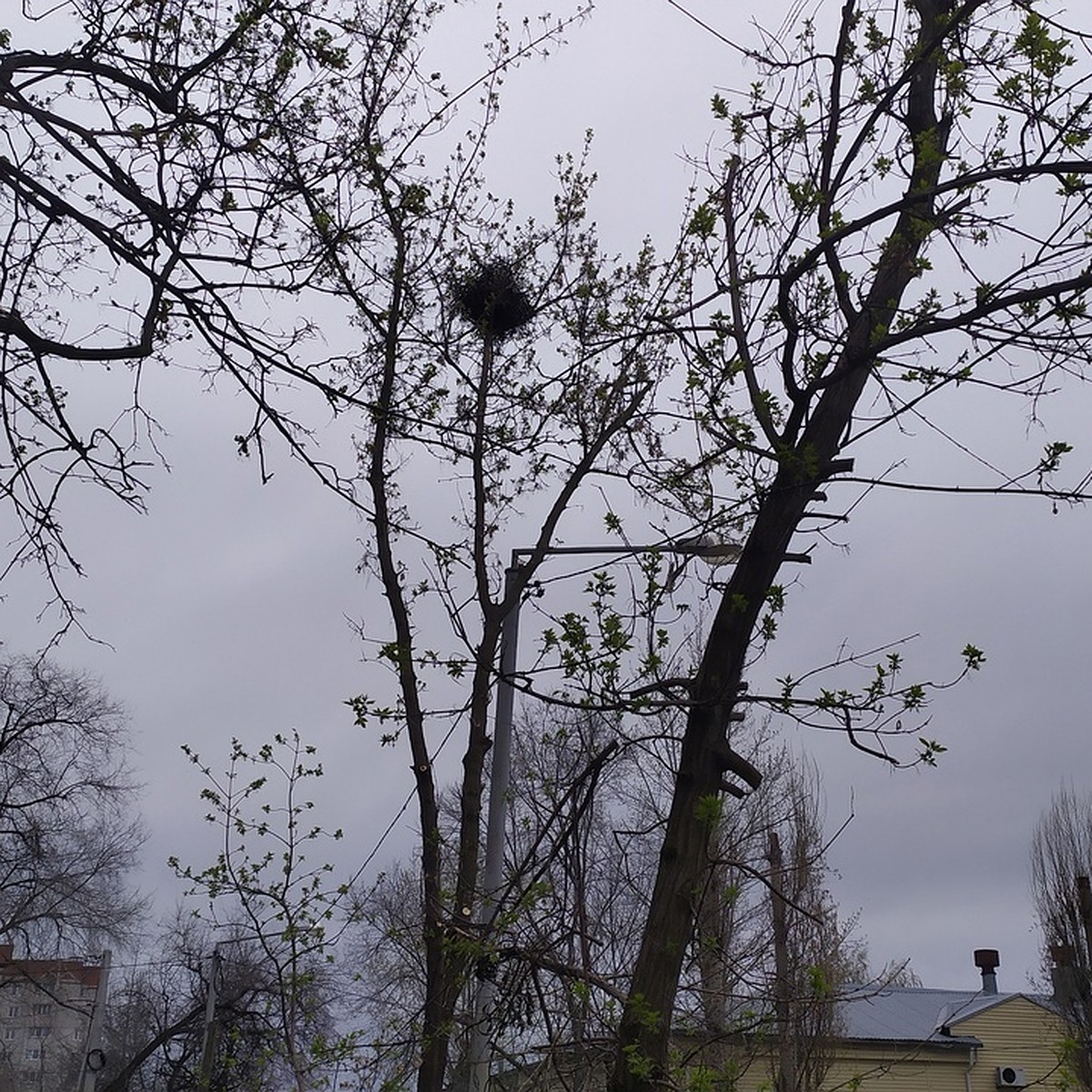 Из-за поздней весенней обрезки деревьев в Воронеже гибнут птенцы и бельчата  - KP.RU