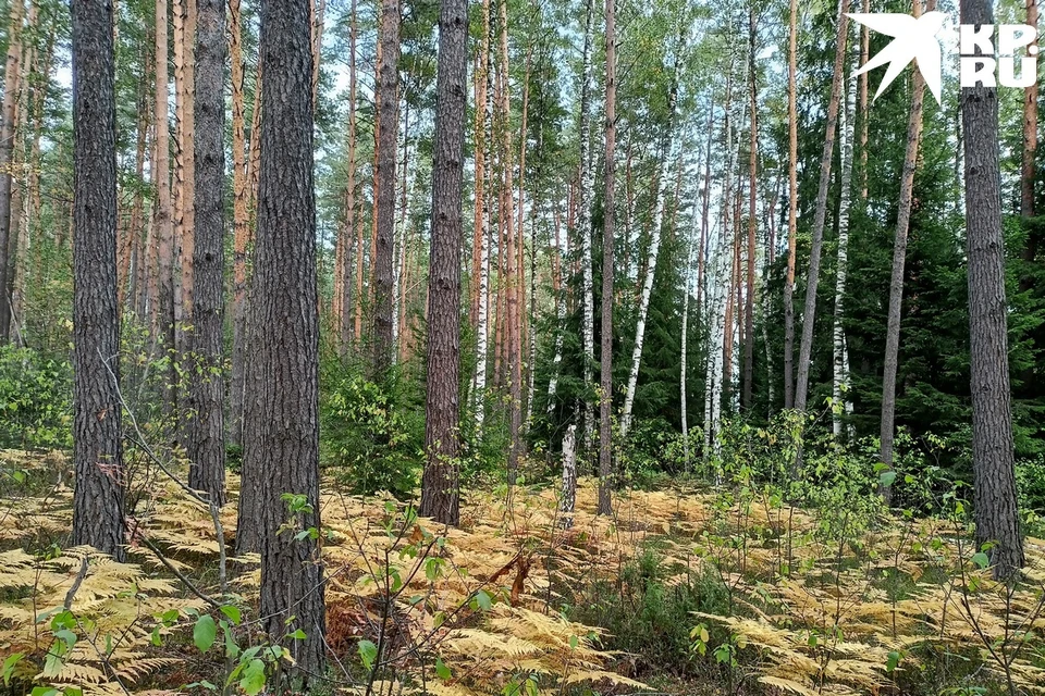 Кабмин установил особый режим в лесах по предложению начальника ГУ МЧС России по Рязанской области Алексея Жукова.