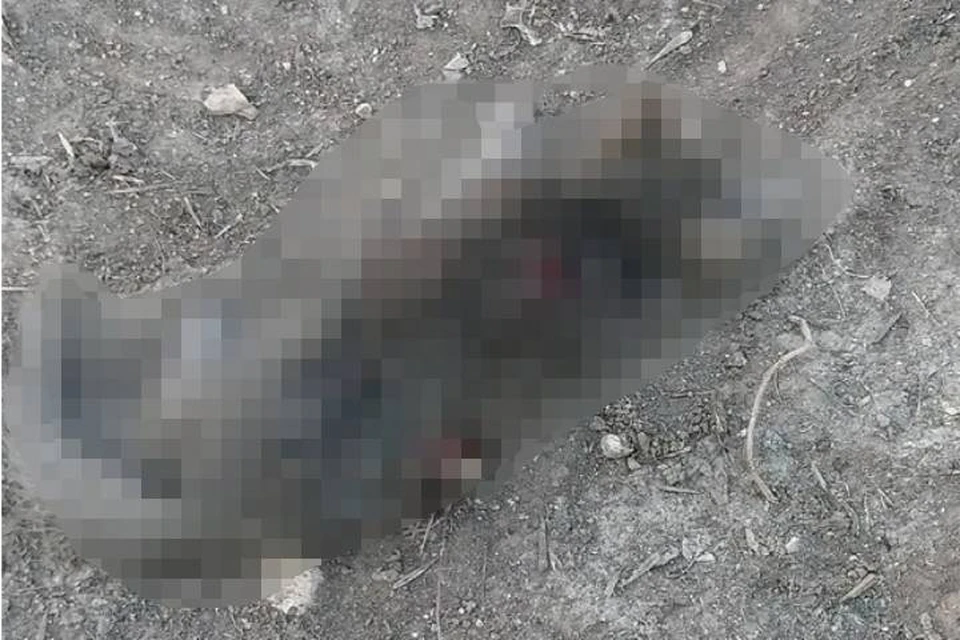 Полиция проводит проверку. Фото: Зоопатруль Н.Н (https://vk.com/public212347388).