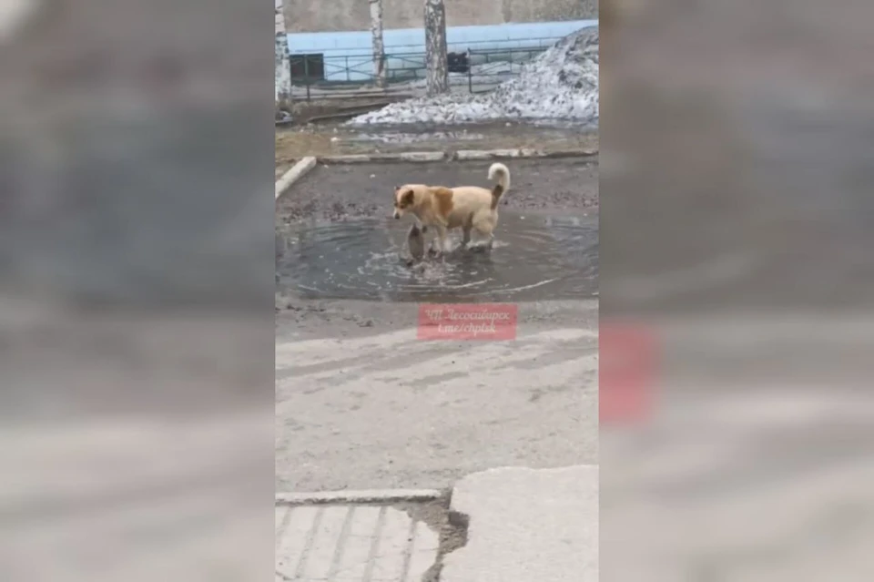 Фото: скришот из видео паблика ЧП Лесосибирск