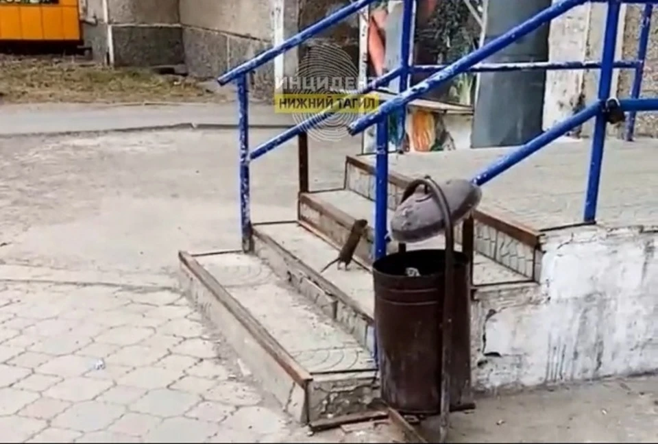 Грызун убегал от людей посреди дня. Фото: скриншот из видео "Инцидент Нижний Тагил" во "Вконтакте"