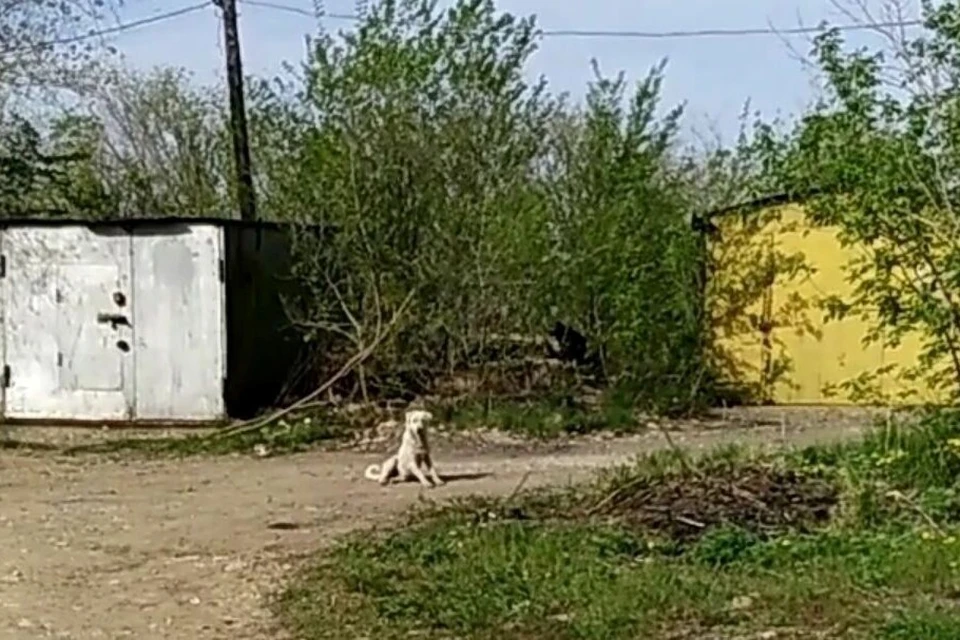 Сейчас на месте трагедии обитают порядка шести собак. Фото: скриншот с видеозаписи Андрея Лысенко