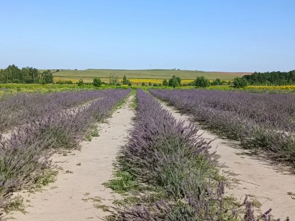 Голландия плантация Лаванда