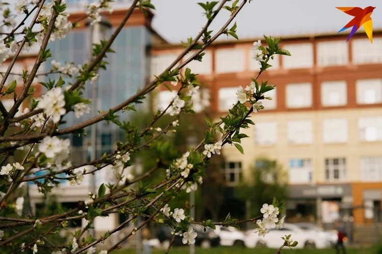 Нежная яблоня и черемуха, принесшая прохладу: запечатлели в моменте весеннюю красоту столицы Удмуртии