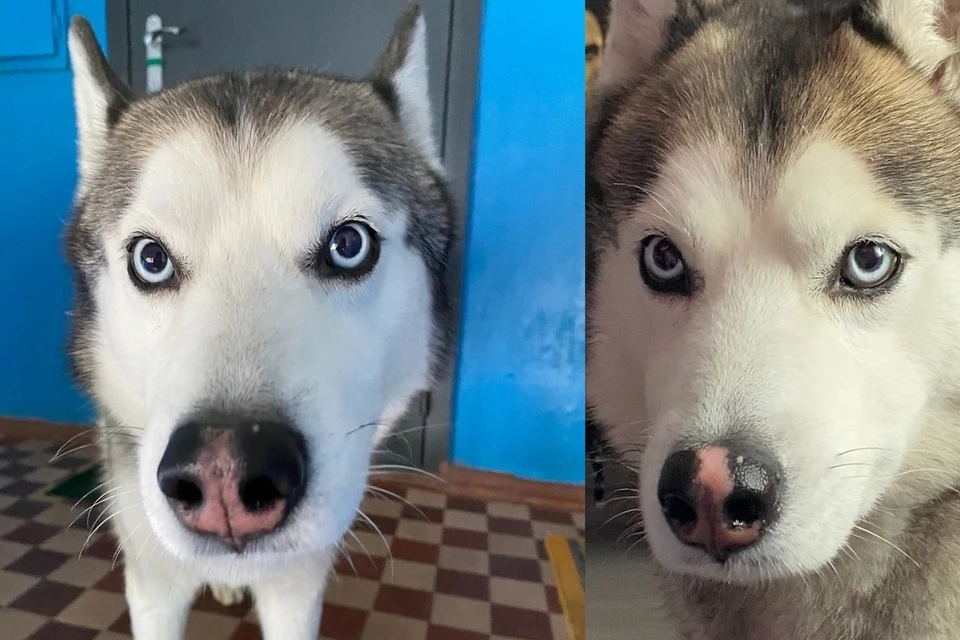 Новосибирцы обещают 20 тысяч рублей тому, кто найдет пропавшего пса Норда с белым пятнышком на носу. Фото: предоставлено хозяевами Норда.