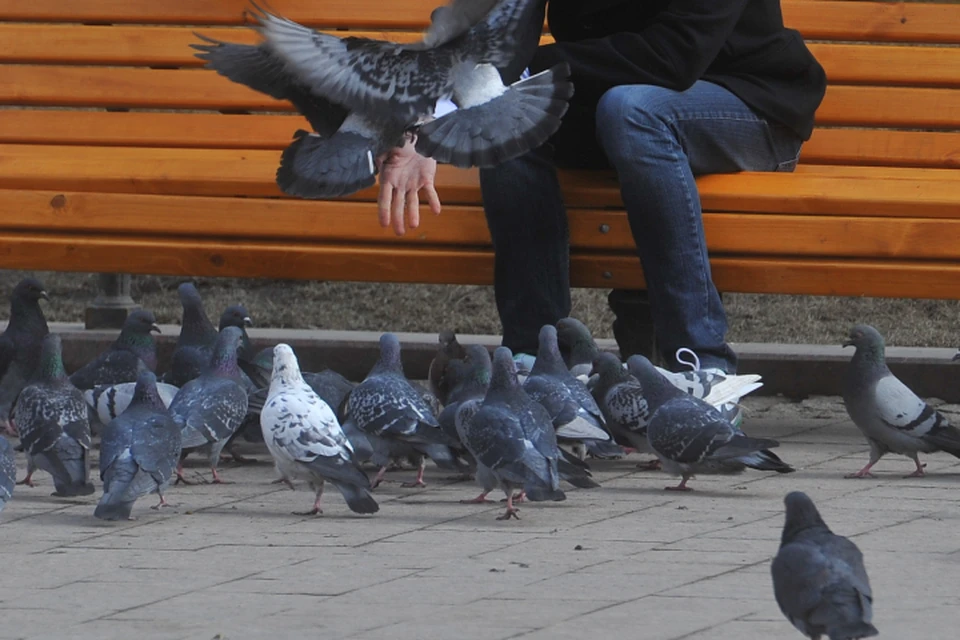 Кировчан просят не кормить больных птиц и не забирать их домой.