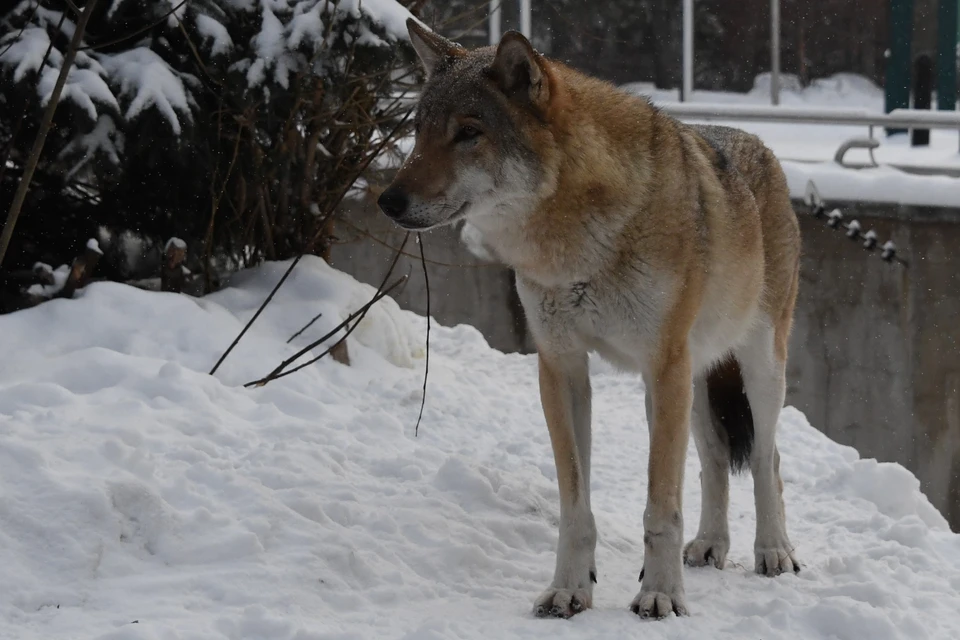 Перебежавшая с материка на Сахалин волчица, возможно, уже принесла потомство