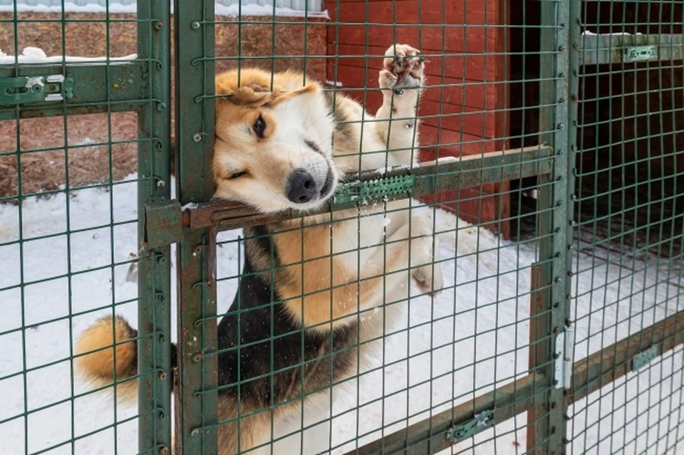 В интернете неравнодушные граждане опубликовали сразу несколько таких петиций в поддержку бездомных животных