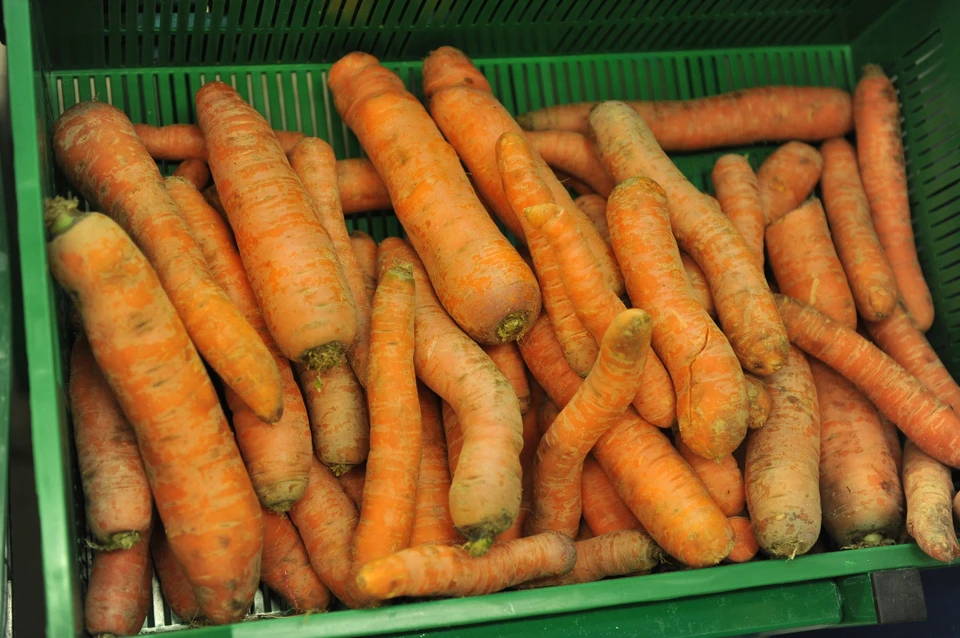 10 килограмм моркови. 1 Кг морковь в Башкирии сколько стоит?. Средняя цена за кг моркови.