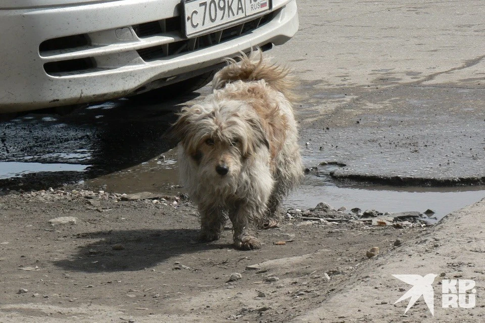 Митинг против эвтаназии бездомных животных пройдет в рязанском ЦПКиО 28 мая