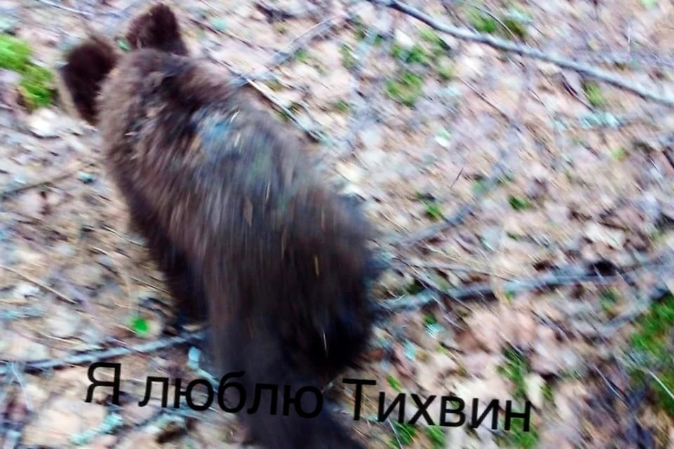 Жители Ленобласти встретили беззащитного медвежонка и погладили его. Фото: vk.com/i_love_tihvin