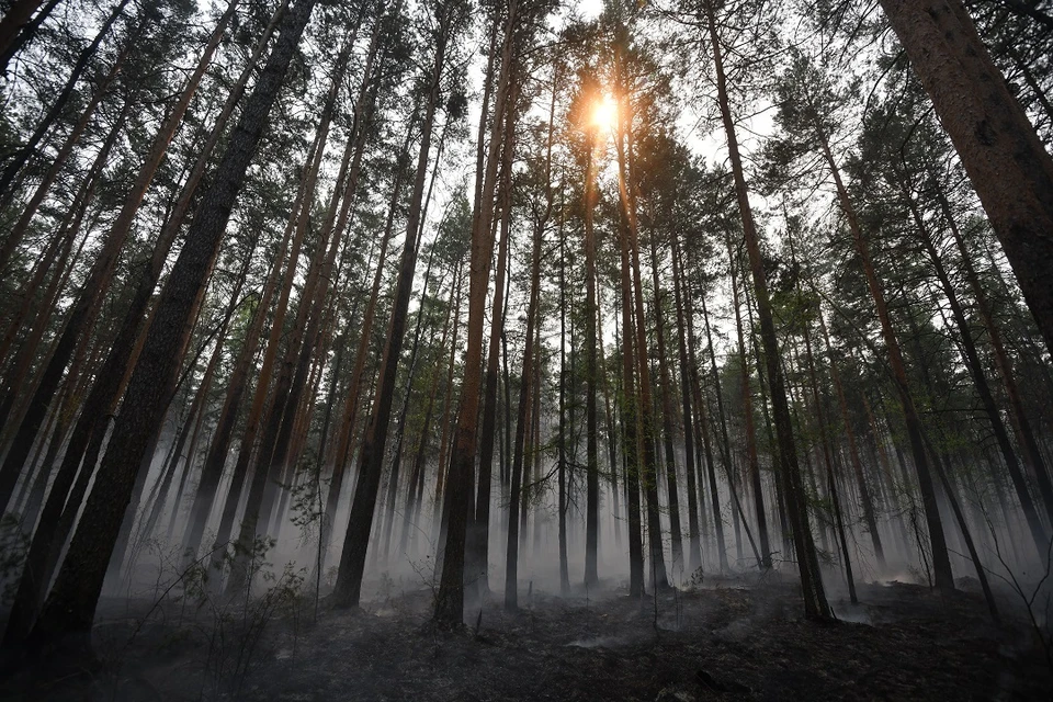 Лесные пожары начали возникать и на юге России