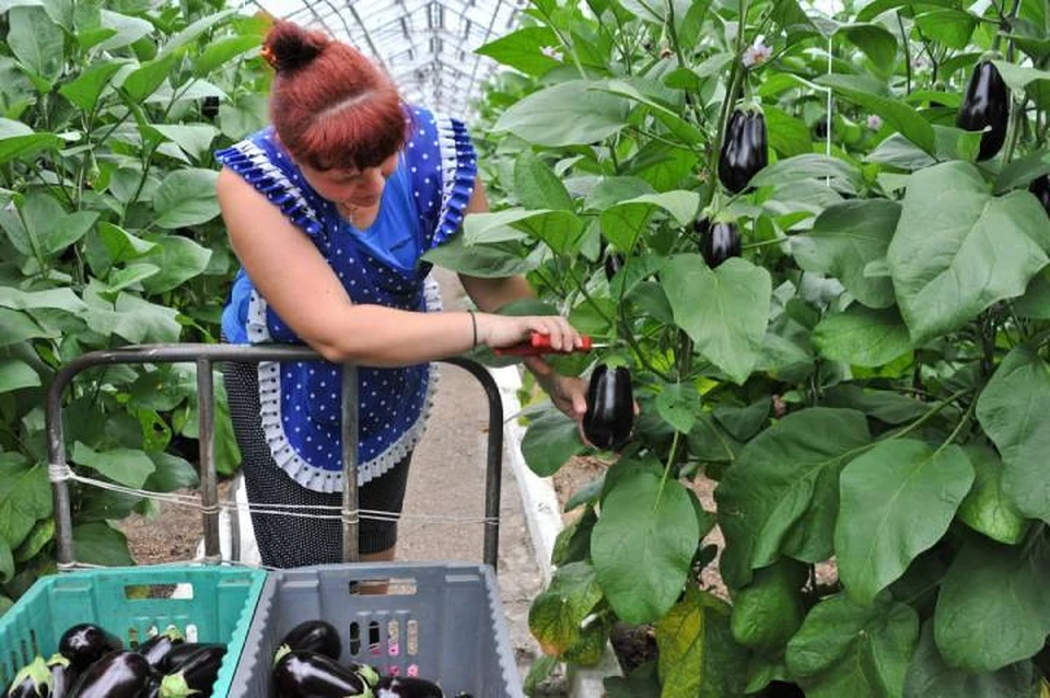 В тепличных комплексах Иркутской области собрали первый урожай томатов и баклажанов