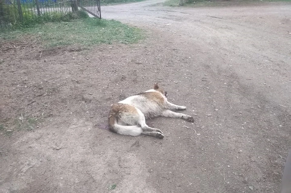 Собака несколько лет прожила в СНТ, а на прошлой неделе ее застрелили Фото: предоставлено редакции Натальей Коваленко