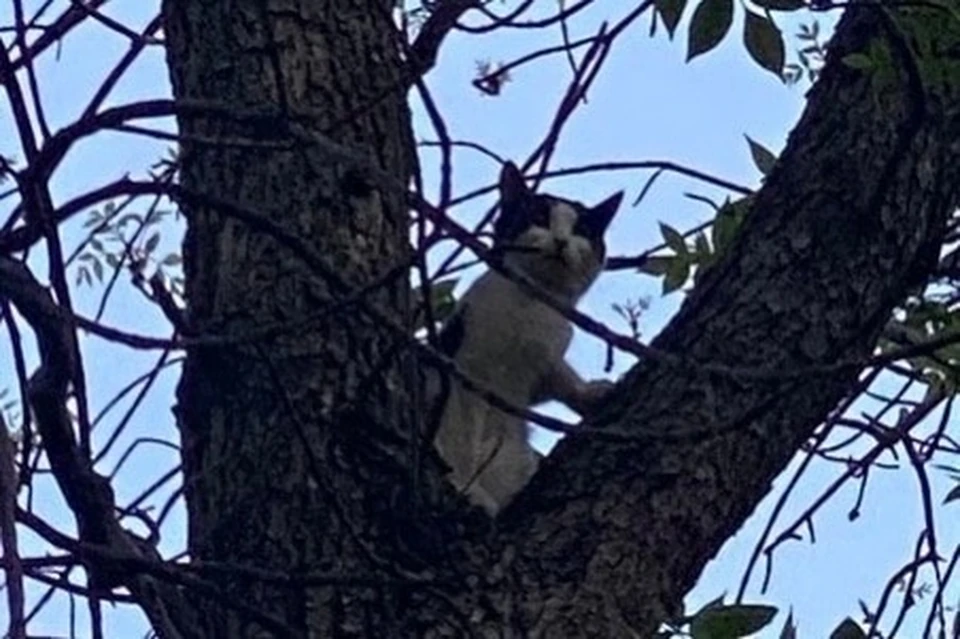 Испуганная кошка забралась на макушку дерева. Фото:«ЗооСпас в Екатеринбурге»