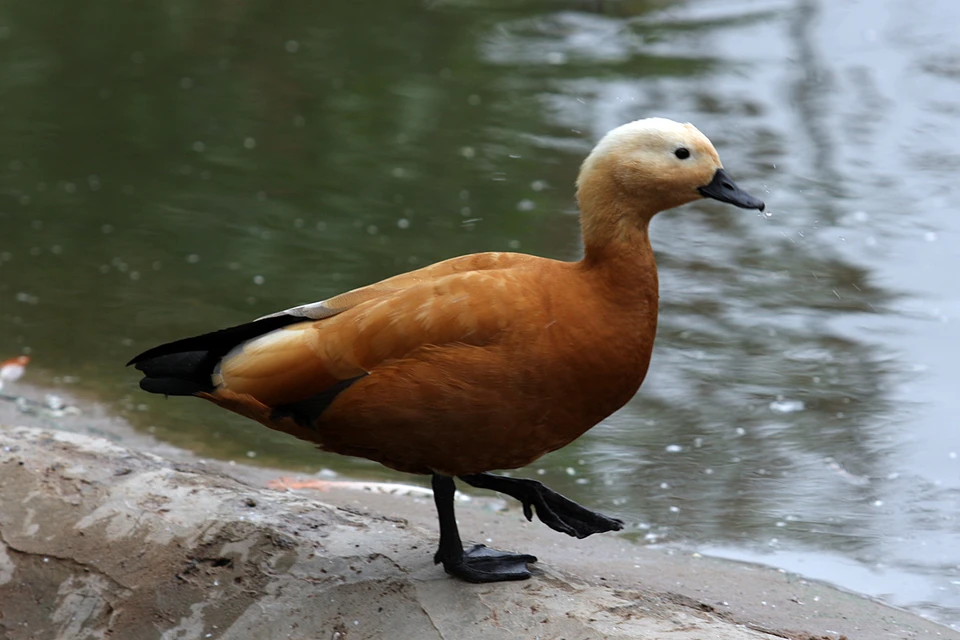Рыжие утки, которых сейчас можно видеть в Москве на прудах, или недалеко от них "родом" из зоопарка