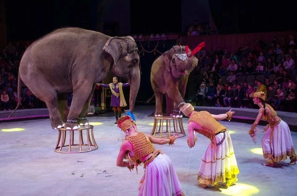 Депутат Лебедев заявил, что поддерживает идею запрета на использование животных в цирках