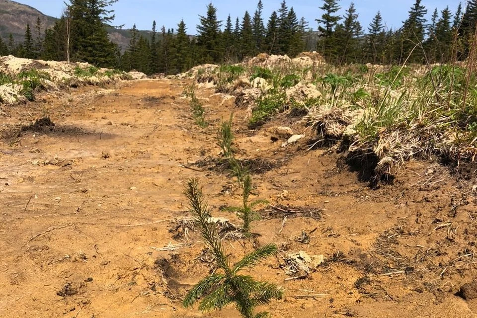 Заповедники сахалина на карте. Охотничье хозяйство сахалинская область. Карта охотничьих угодий сахалинской области. Агентство лесного хозяйства сахалинской области. Охота и рыбалка на сахалине.