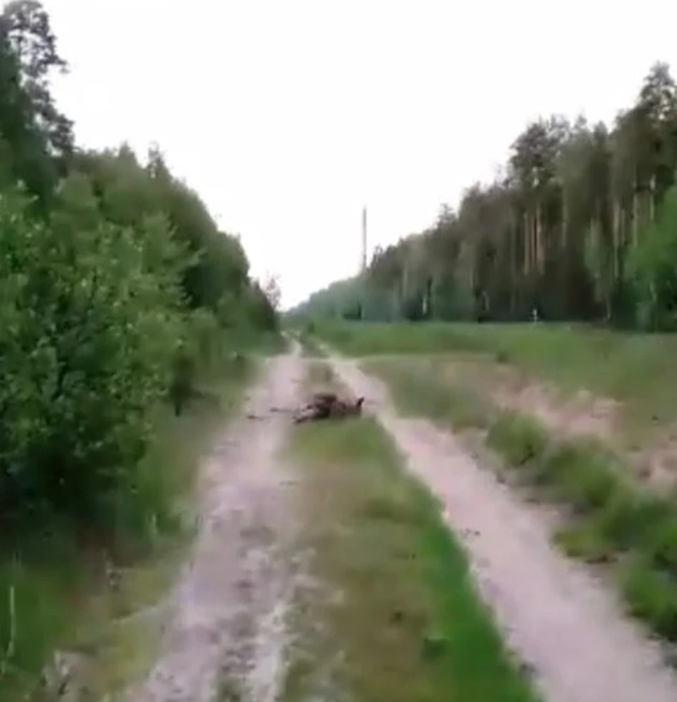 Фрагмент видеозаписи.