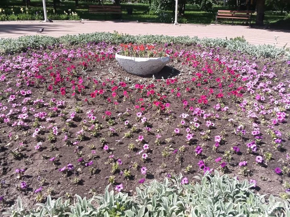 В областном центре продолжают "оживлять" газоны