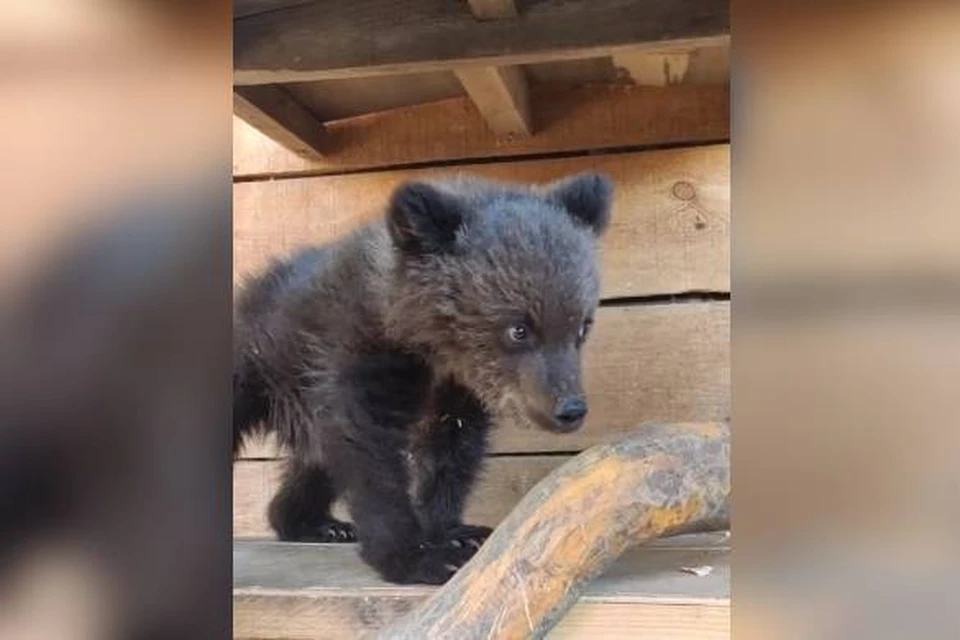 В Иркутской зоогалерее выхаживают дикого медвежонка