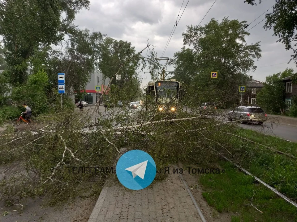 Дерево упало на Большой Подгорной улице. Фото: Telegram-канал «Я из Томска»