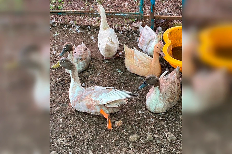 Гуся вернули в парк, где его ждали наседки Фото: Telegram/komsagram