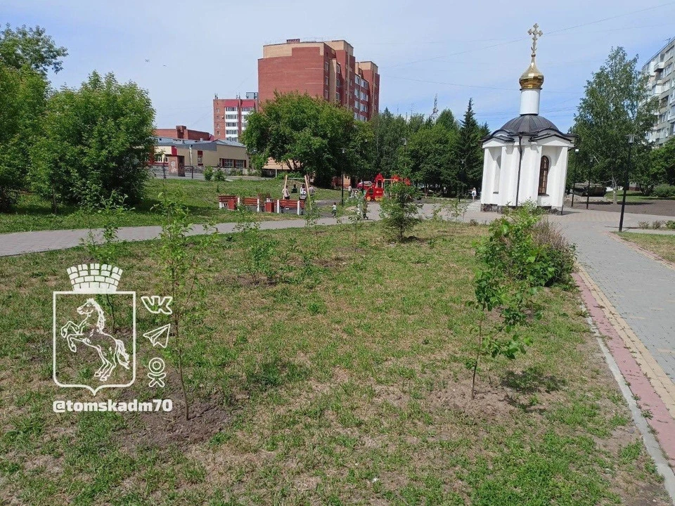 На Каштаке появилась яблоневая аллея