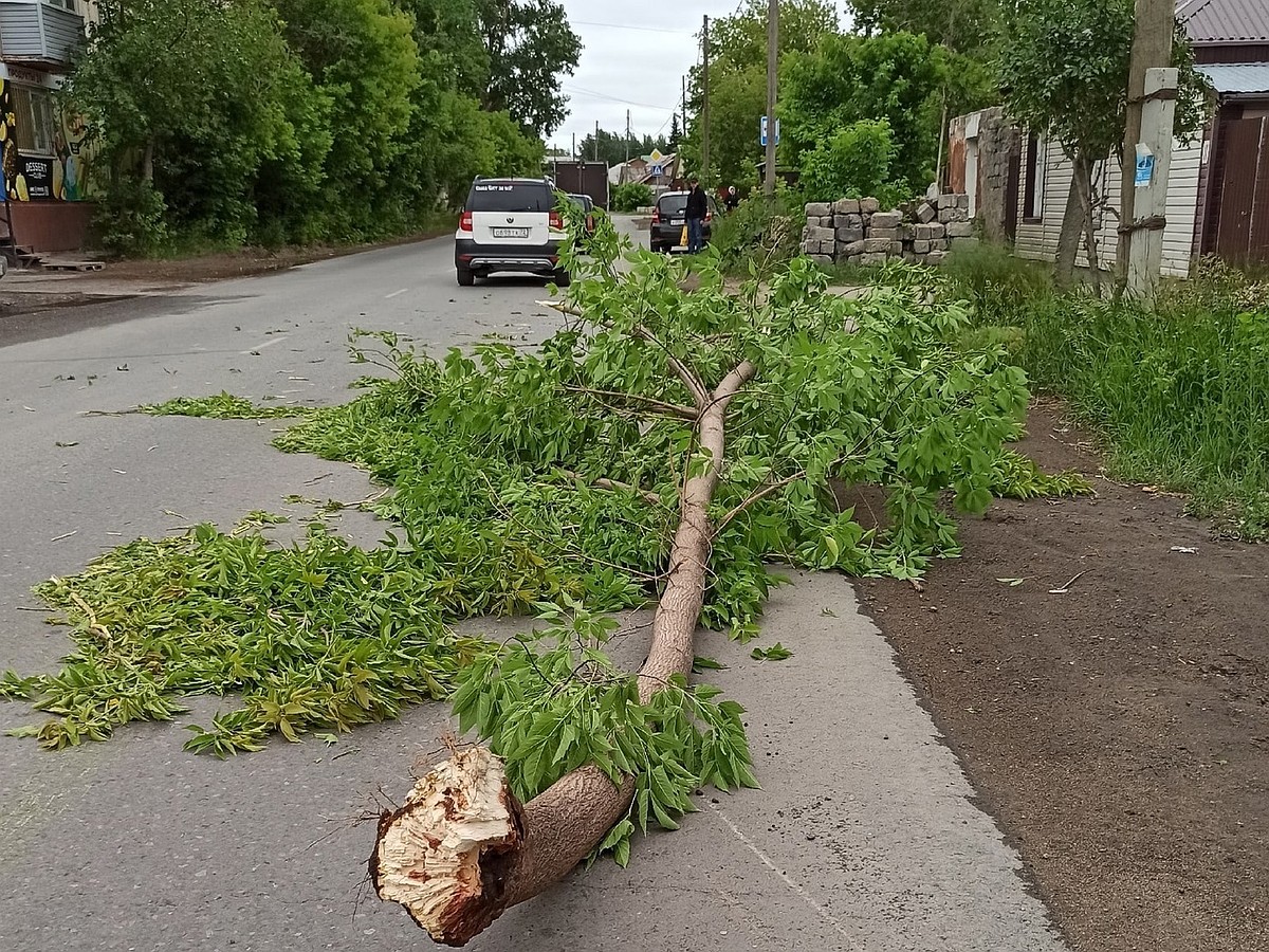 В Омске штормовой ветер валит деревья - KP.RU